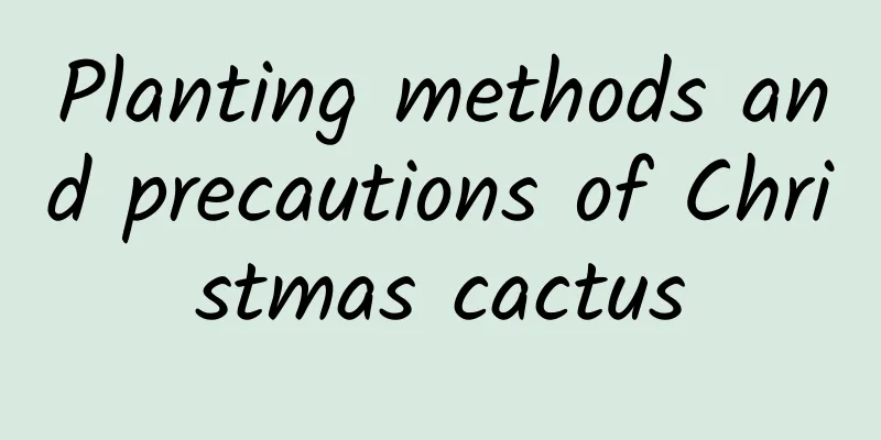 Planting methods and precautions of Christmas cactus