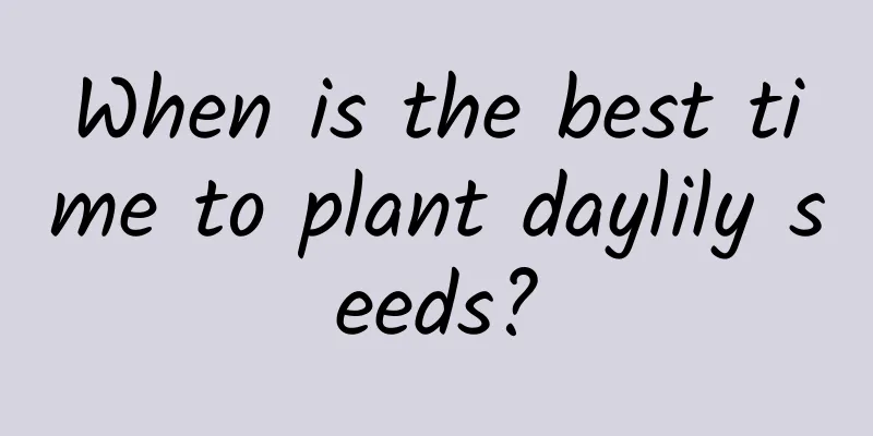 When is the best time to plant daylily seeds?