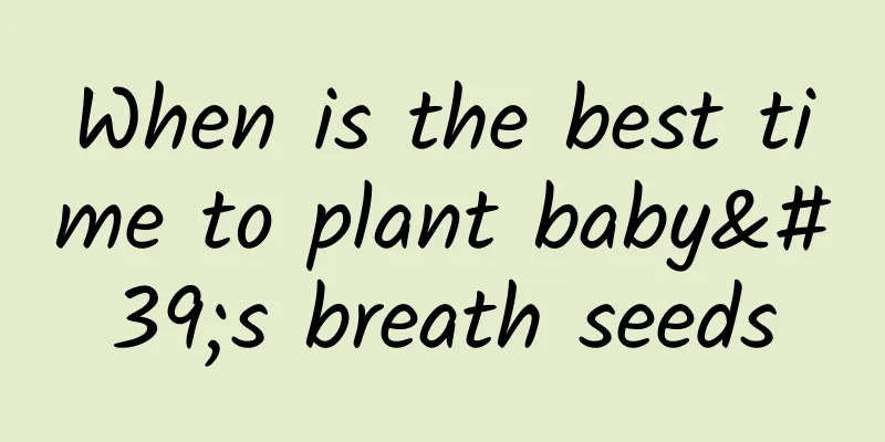 When is the best time to plant baby's breath seeds