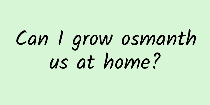 Can I grow osmanthus at home?