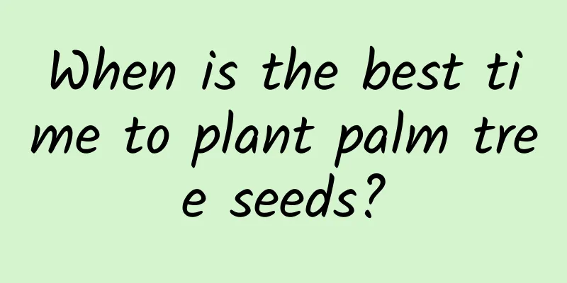 When is the best time to plant palm tree seeds?