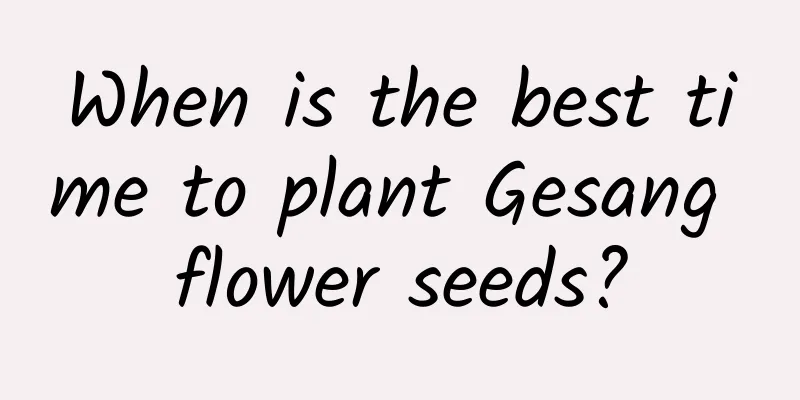 When is the best time to plant Gesang flower seeds?