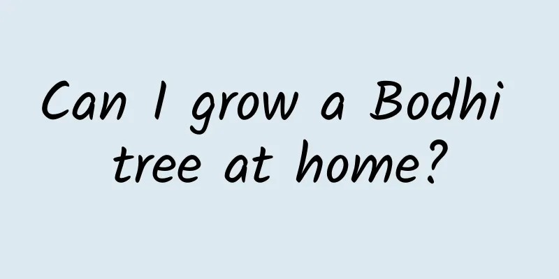 Can I grow a Bodhi tree at home?