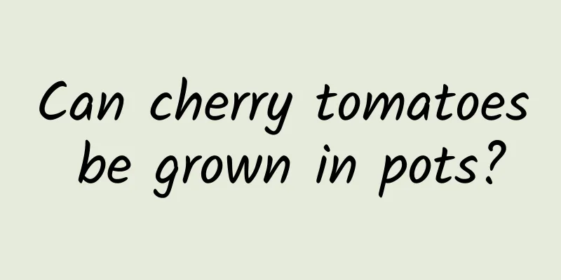 Can cherry tomatoes be grown in pots?