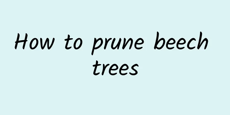 How to prune beech trees