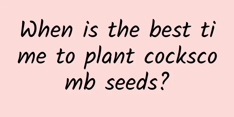 When is the best time to plant cockscomb seeds?