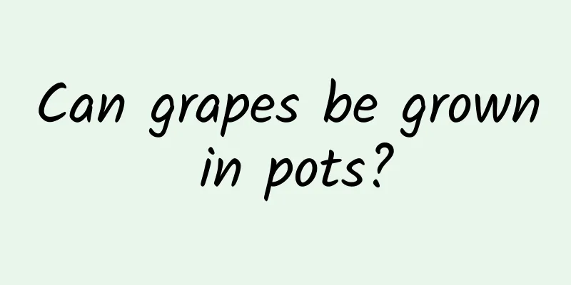 Can grapes be grown in pots?