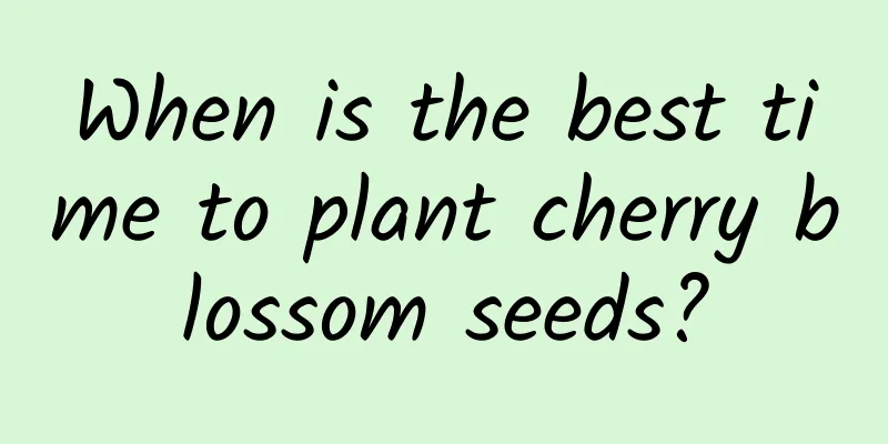 When is the best time to plant cherry blossom seeds?