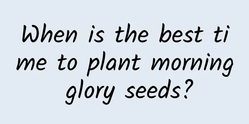 When is the best time to plant morning glory seeds?