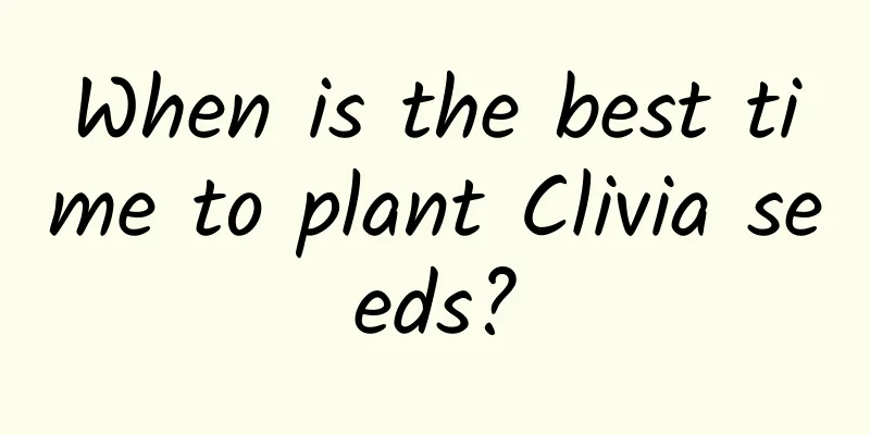 When is the best time to plant Clivia seeds?