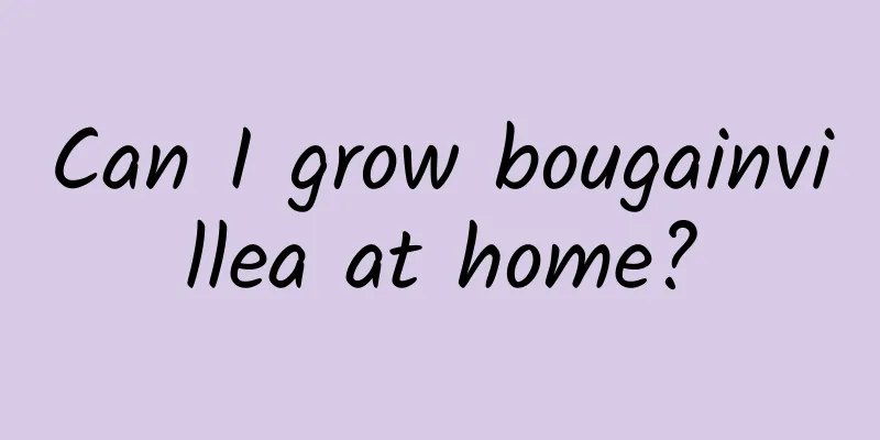 Can I grow bougainvillea at home?