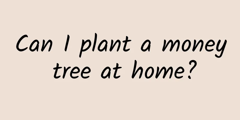 Can I plant a money tree at home?