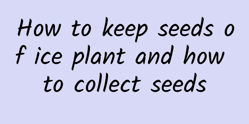 How to keep seeds of ice plant and how to collect seeds