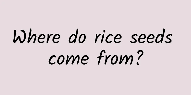 Where do rice seeds come from?