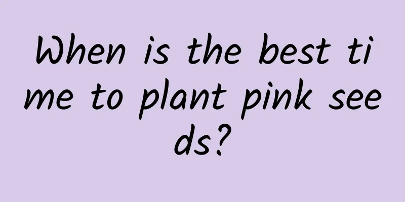When is the best time to plant pink seeds?