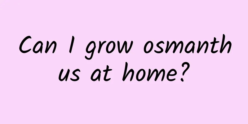 Can I grow osmanthus at home?