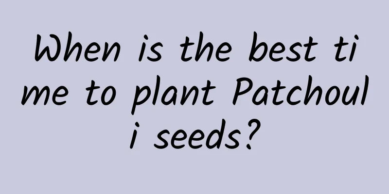 When is the best time to plant Patchouli seeds?