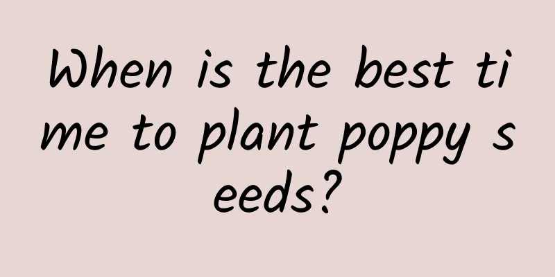 When is the best time to plant poppy seeds?