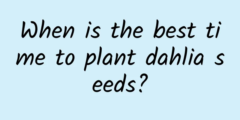 When is the best time to plant dahlia seeds?