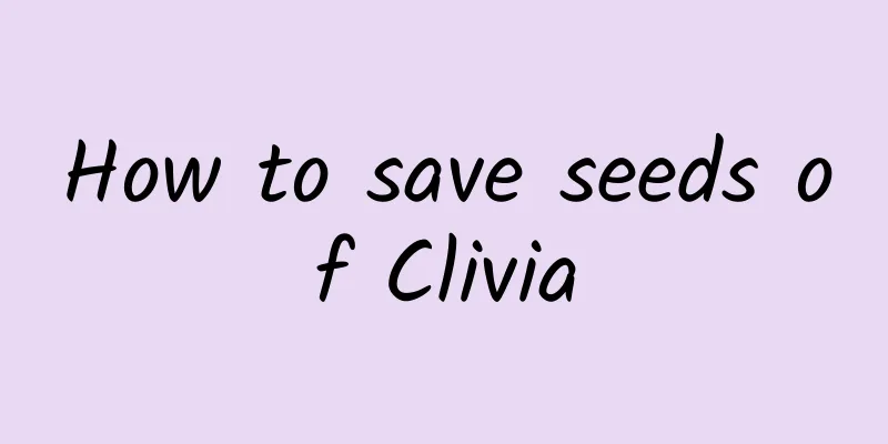 How to save seeds of Clivia