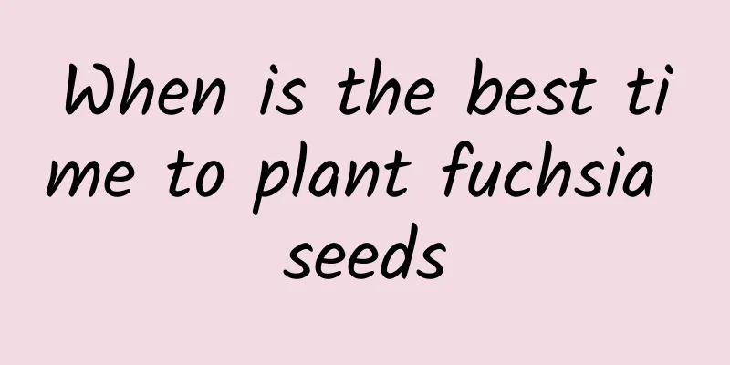 When is the best time to plant fuchsia seeds