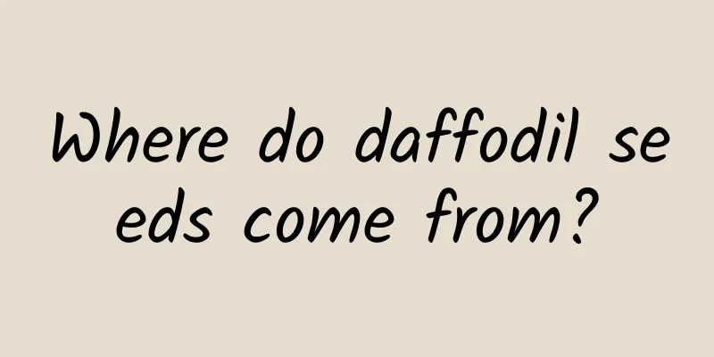 Where do daffodil seeds come from?