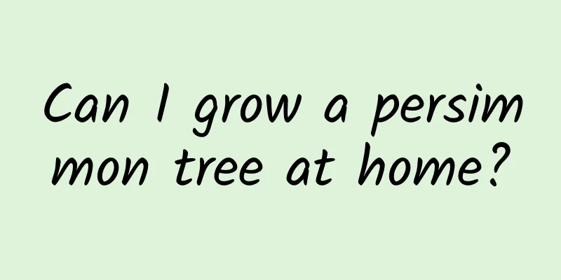 Can I grow a persimmon tree at home?