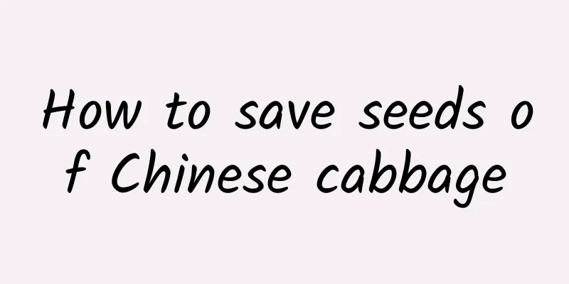 How to save seeds of Chinese cabbage