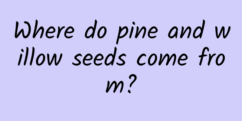 Where do pine and willow seeds come from?