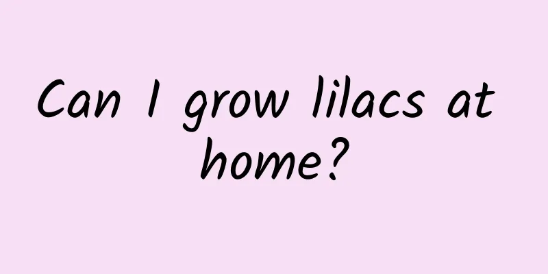 Can I grow lilacs at home?
