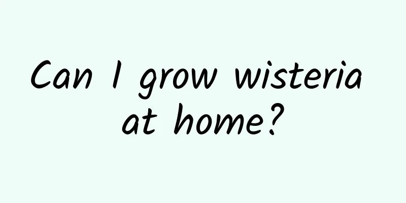 Can I grow wisteria at home?
