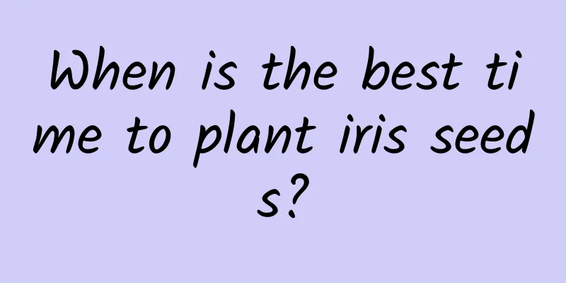 When is the best time to plant iris seeds?