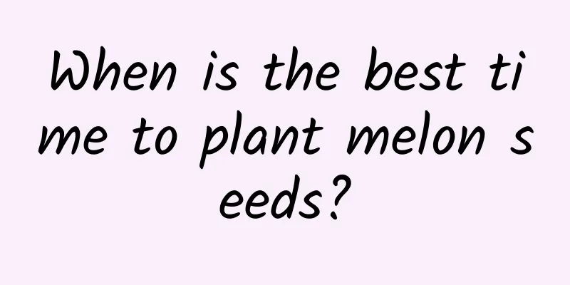 When is the best time to plant melon seeds?