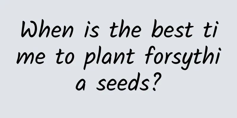 When is the best time to plant forsythia seeds?