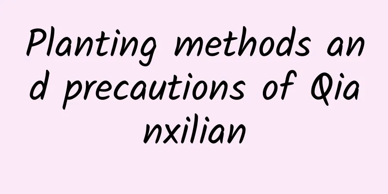 Planting methods and precautions of Qianxilian