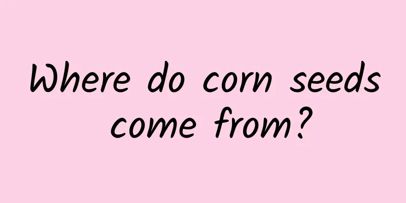 Where do corn seeds come from?