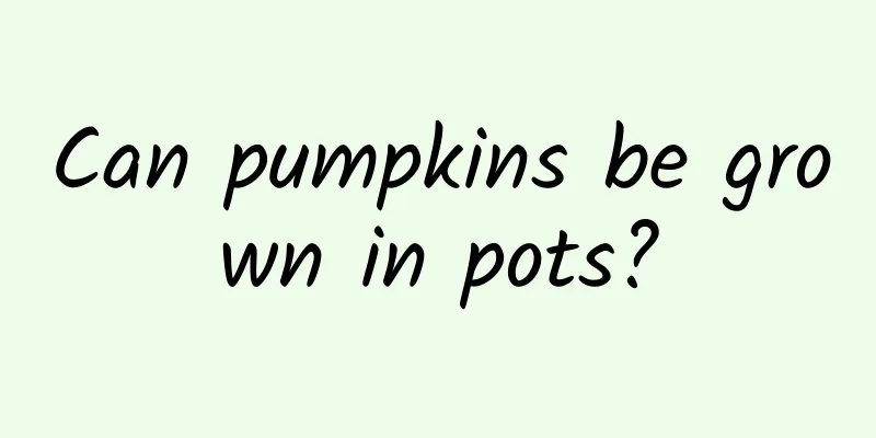 Can pumpkins be grown in pots?
