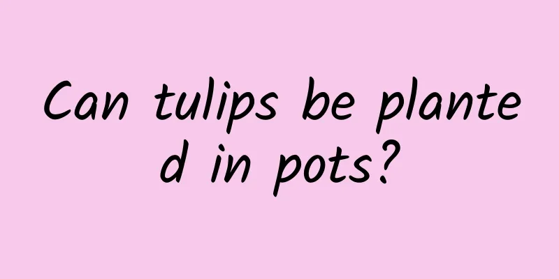 Can tulips be planted in pots?