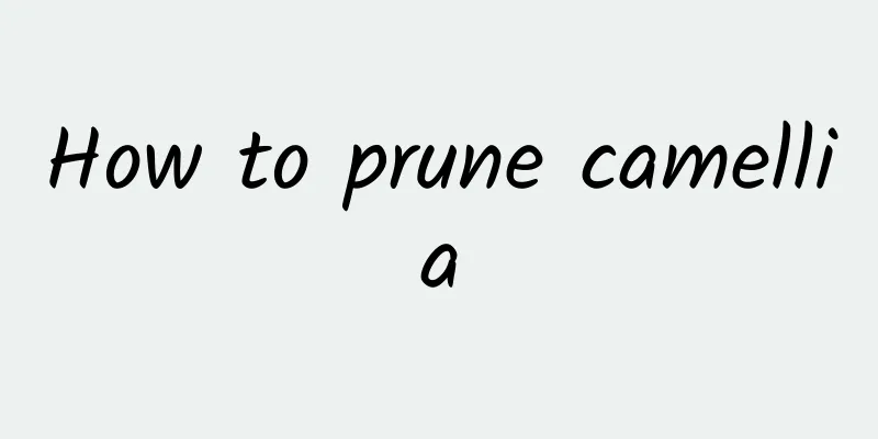 How to prune camellia