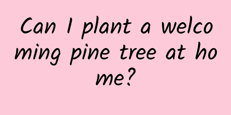 Can I plant a welcoming pine tree at home?