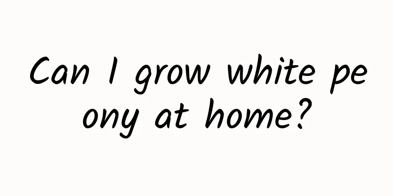 Can I grow white peony at home?