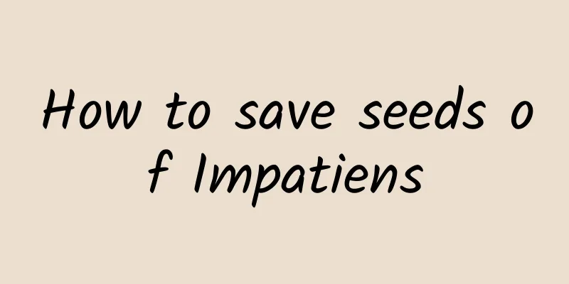 How to save seeds of Impatiens
