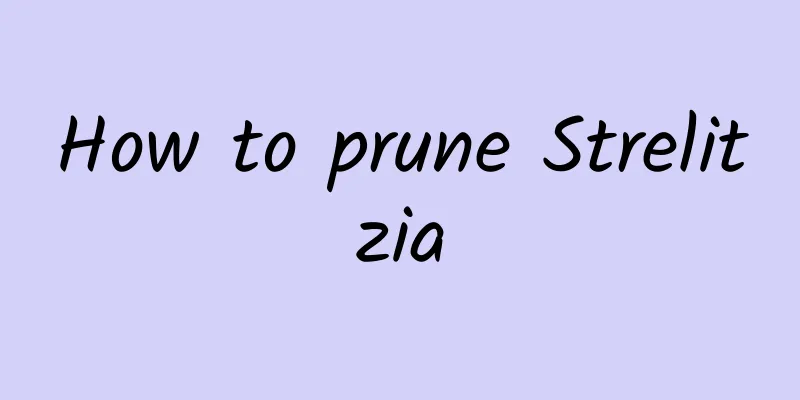How to prune Strelitzia