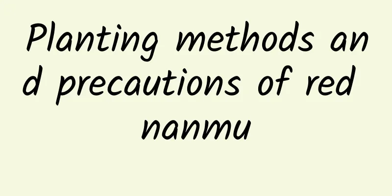 Planting methods and precautions of red nanmu