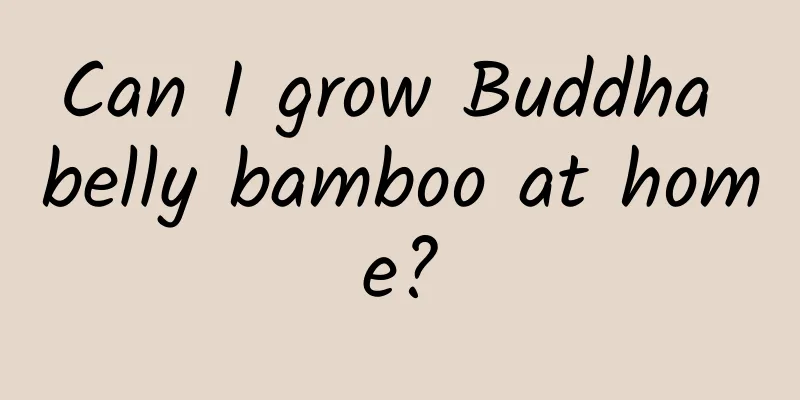 Can I grow Buddha belly bamboo at home?