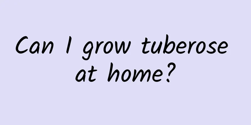 Can I grow tuberose at home?