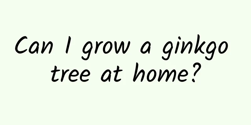 Can I grow a ginkgo tree at home?