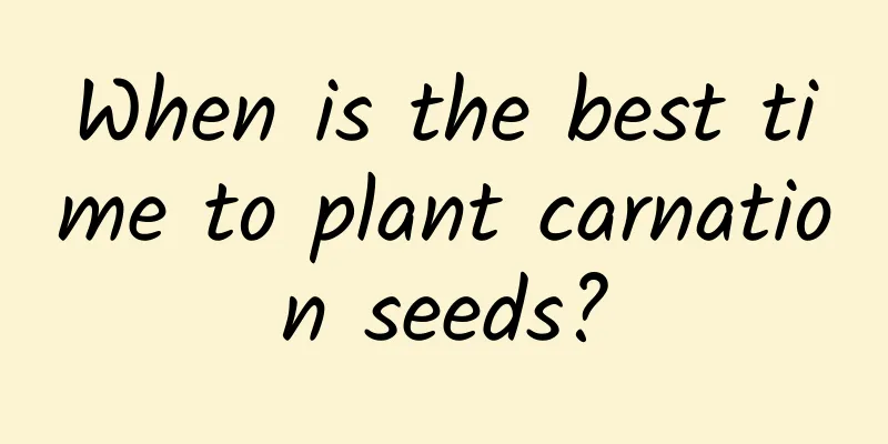 When is the best time to plant carnation seeds?