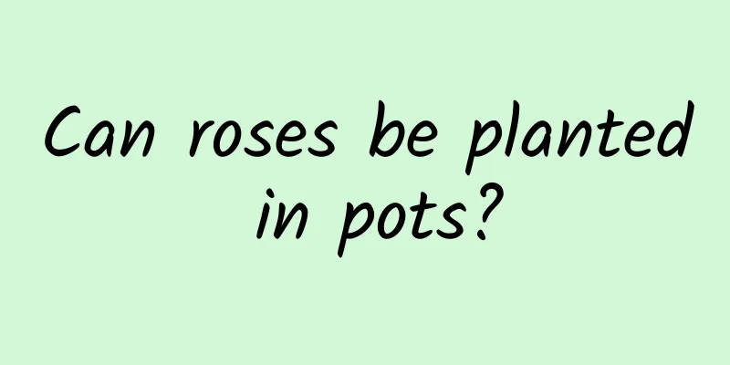 Can roses be planted in pots?