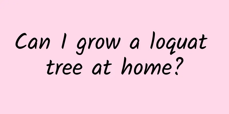 Can I grow a loquat tree at home?